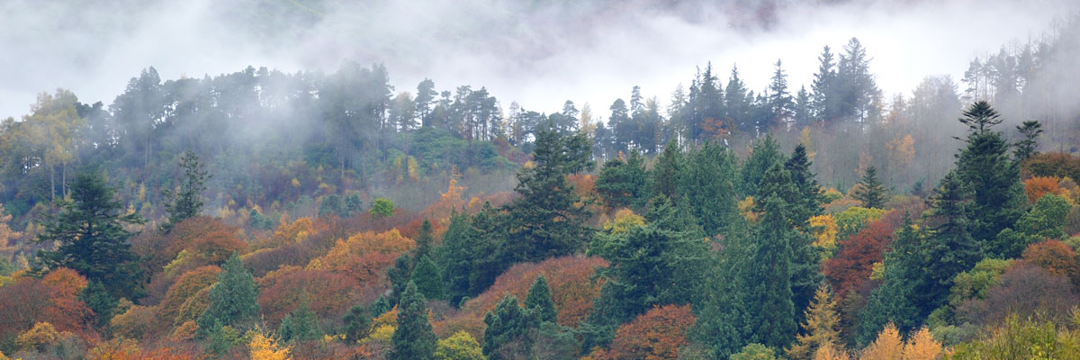 lake district forest in autumn