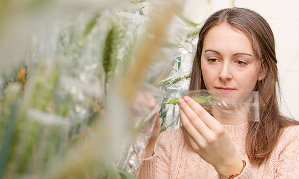 A student examines a plant in one of the glasshouses