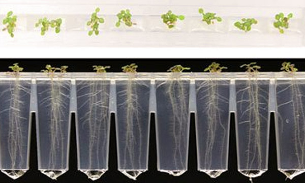 A row of plant seedlings in the microphenotron device