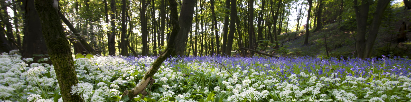Wild garlic and bluebells flower in a woodland