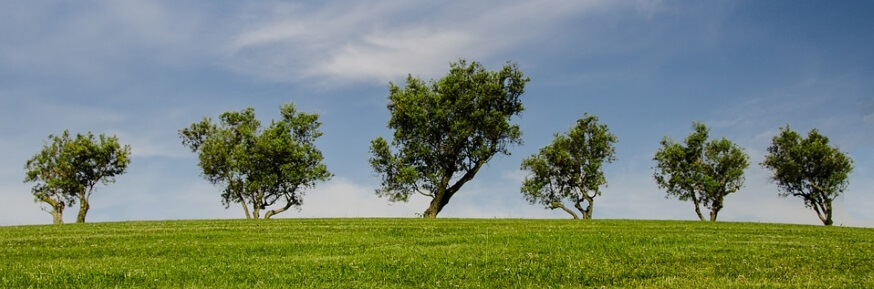 Five windswept trees standing on green grass, against a blue sky
