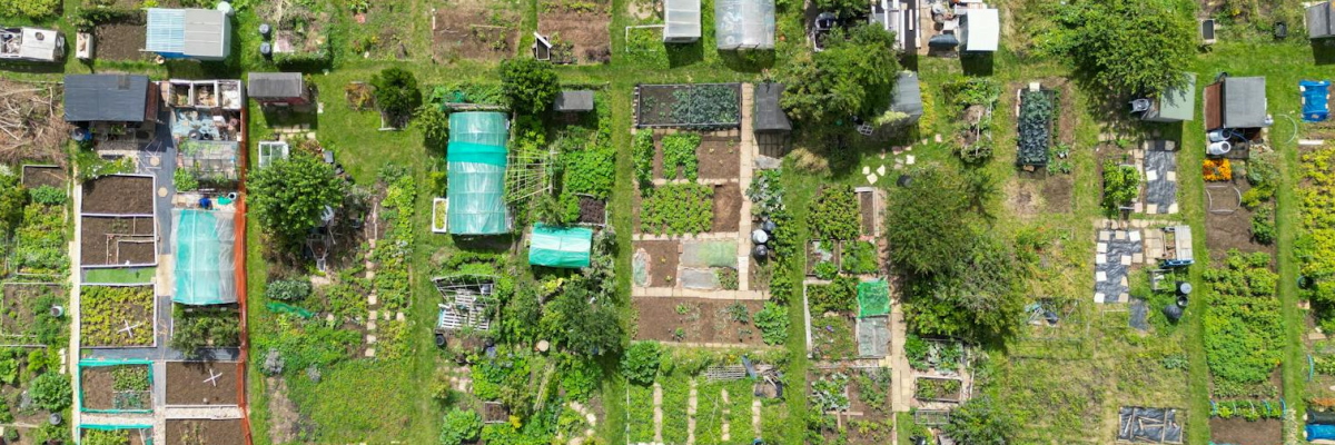 Aerial view of allotments - areas of land allocated to residents to grow food- in Brighton & Hove UK