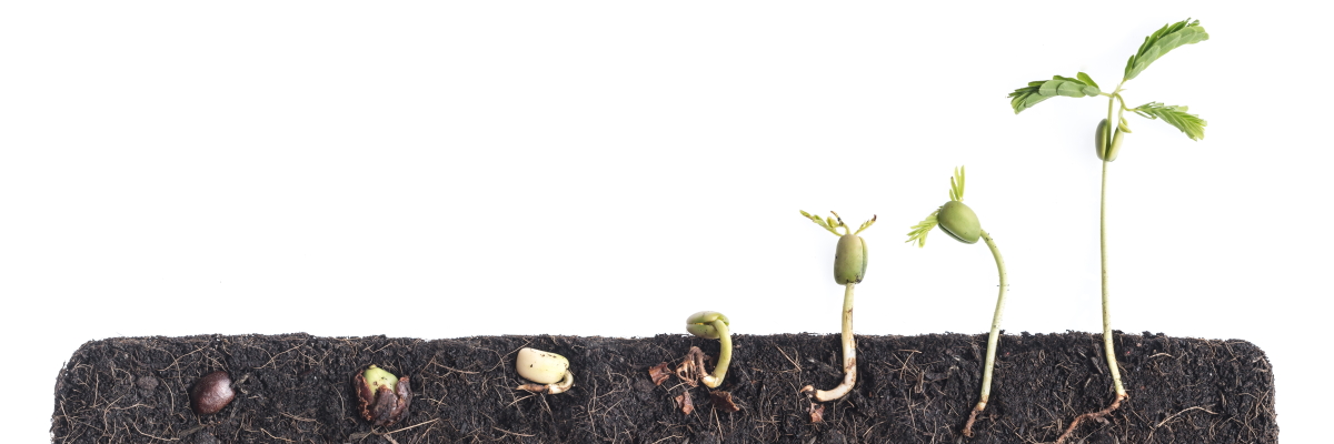 A plug of soil with seven seeds at different stages of sprouting