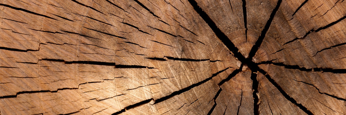 Cross section of a log showing many tree-rings and cracks in the wood grain.